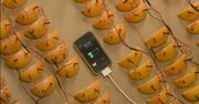 Naładuj iPhone'a pomarańczami