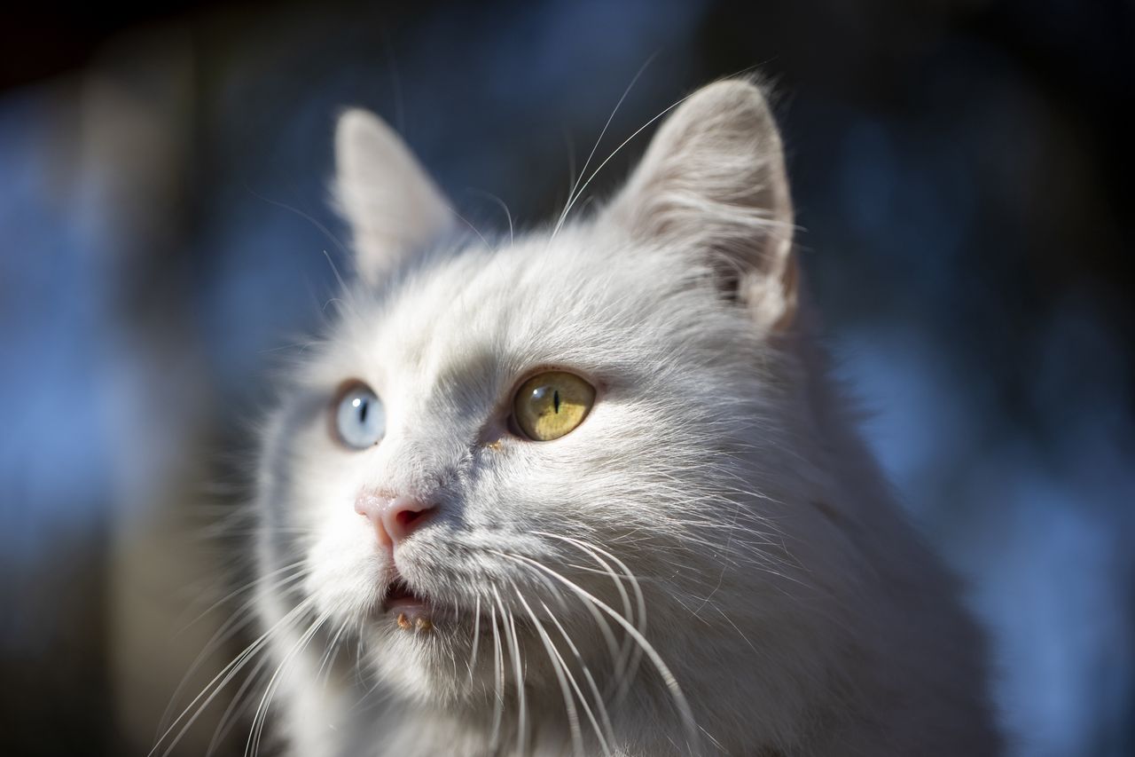 ANKARA, TURKIYE - JANUARY 05: A Turkish odd-eyed "Angora cat" also known as 'Ankara cat' is seen in Ankara, Turkiye on January 05, 2022. Angora cat, Angora rabbit and Angora goat, whose homeland is Ankara, differ from their own species with their long, soft and white fur, which is based on the climatic conditions of the region. (Photo by Aytac Unal/Anadolu Agency via Getty Images)