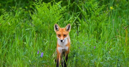 Firefox już nie dla egzotycznych platform. Mozilla chce Rusta, by uciec w przyszłość