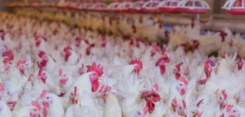 Rekompensaty dla producentów drobiu 2025 – do rozdania 120 mln zł