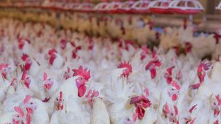 Rekompensaty dla producentów drobiu 2025 – do rozdania 120 mln zł