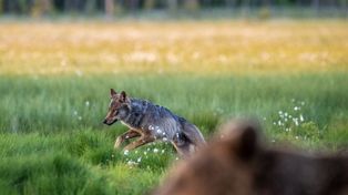 Google nielegalnie wycięło lasy w Finlandii. Teraz mieszkańcy mają problem
