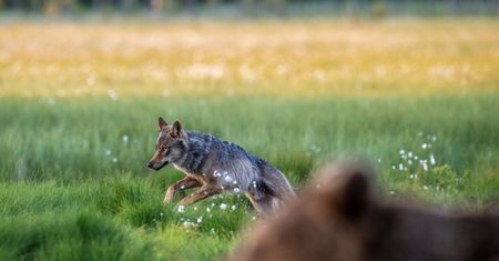 Google nielegalnie wycięło lasy w Finlandii. Teraz mieszkańcy mają problem