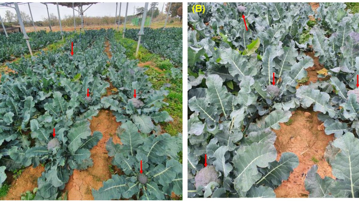 Agrofotowoltaika. Brokuły stały się bardziej zielone