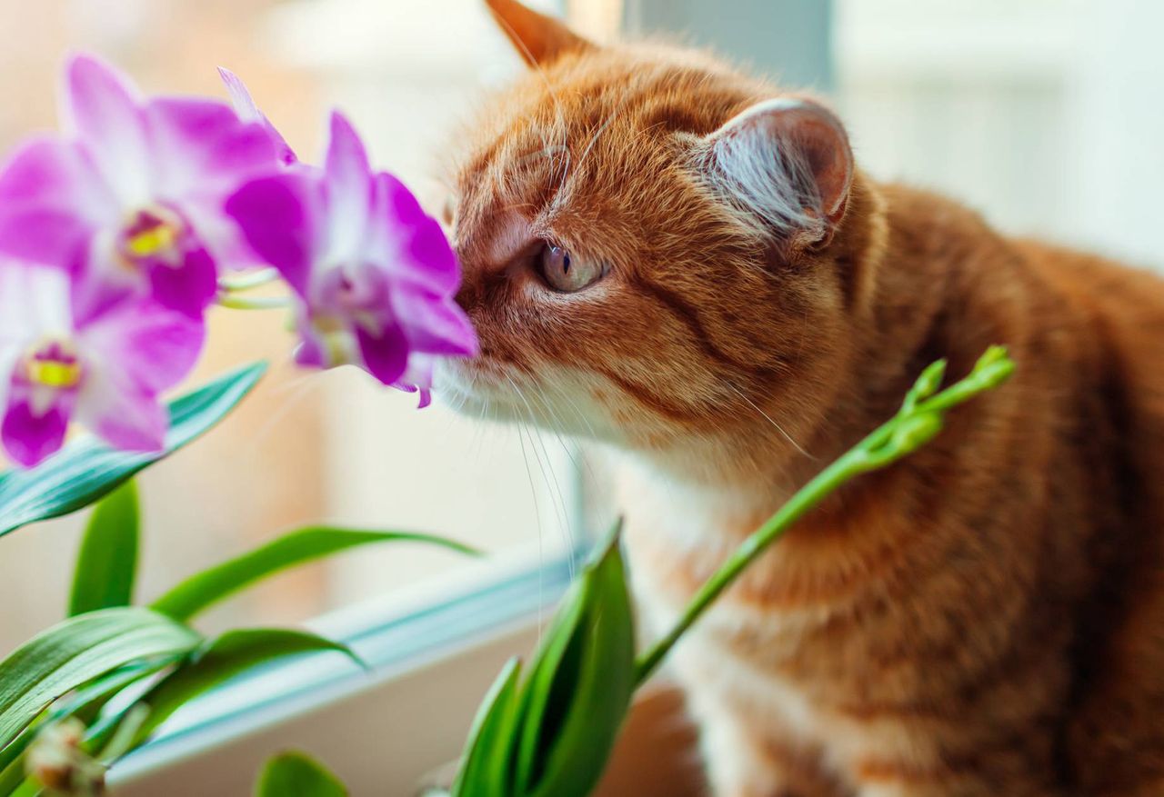 Jak odstraszyć koty od obgryzania kwiatów?