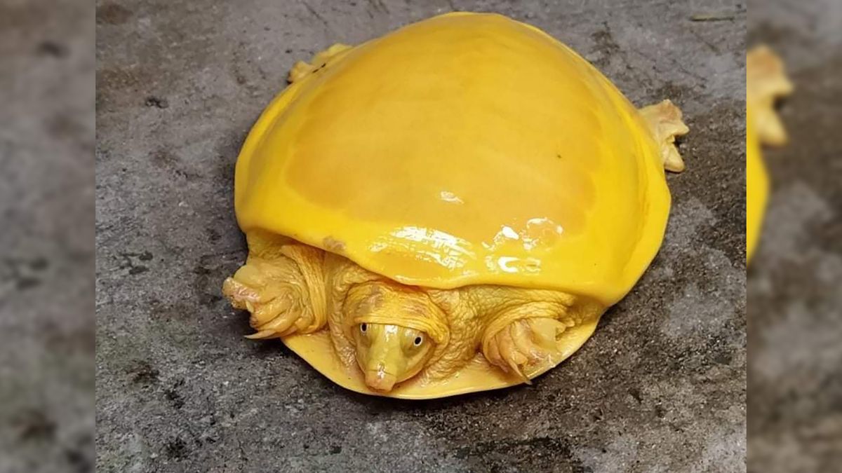 Rzadki żółty żółw na zdjęciach z Indii. Farmer był zaskoczony 1
