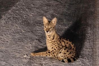 Myśleli, że to ryś. Pomylili się. Pod Warszawą błąka się dziki kot