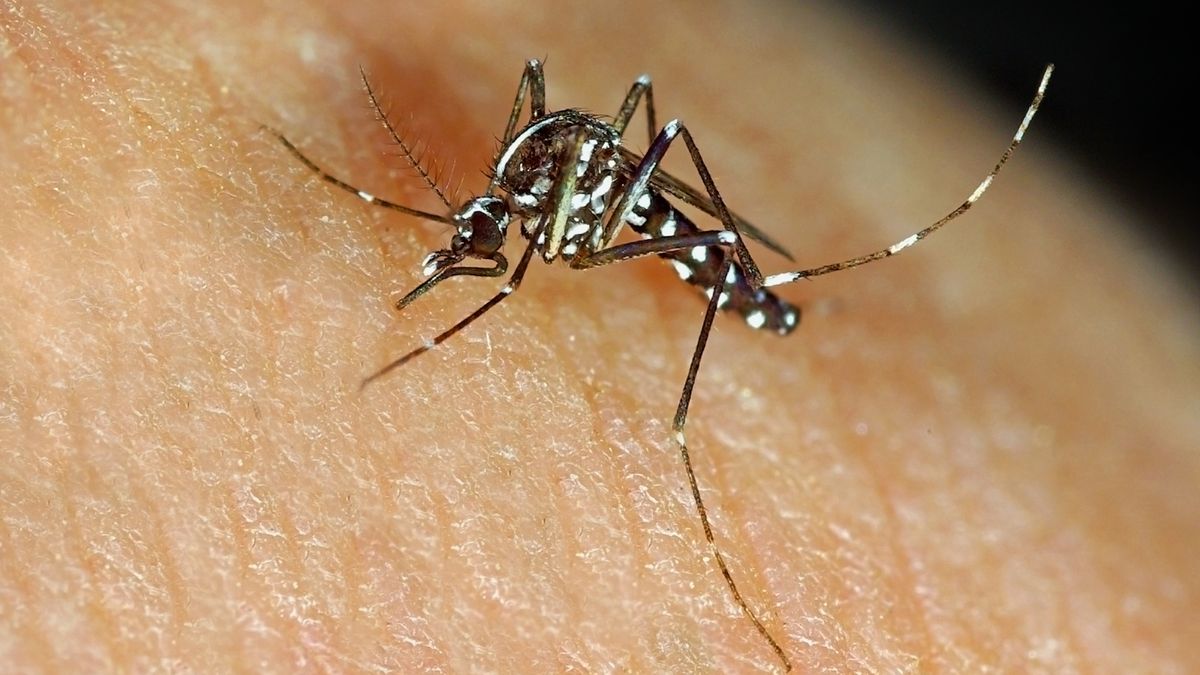 Aedes albopictus to inaczej komar tygrysi