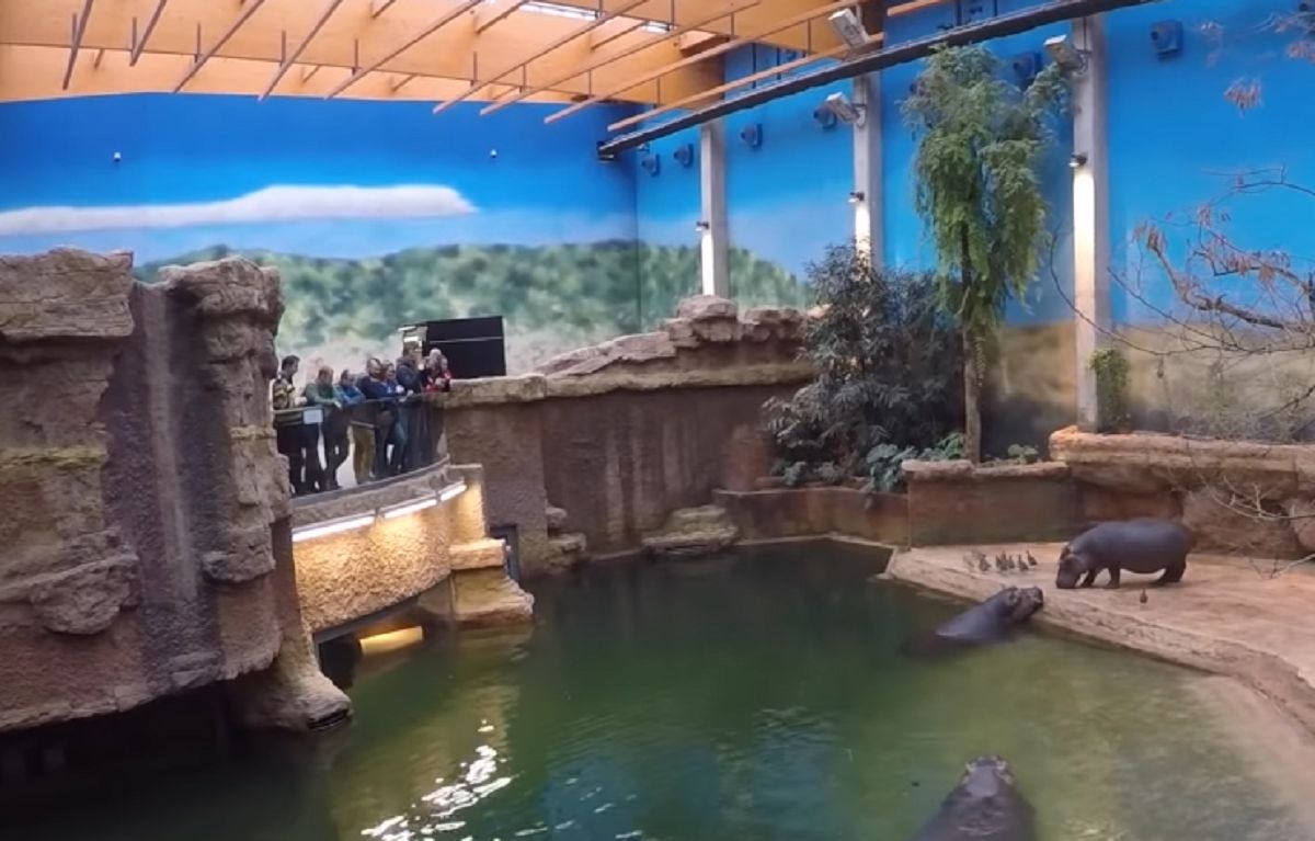 Afrykarium w zoo we Wrocławiu