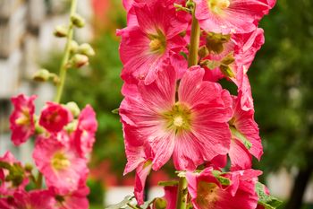 Kiedy sadzić malwę? Zrób to w odpowiednim terminie