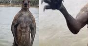 Wideo z Australii obiegło sieć. "Nie mogę odzobaczyć"