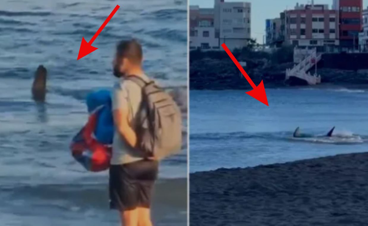 Hammerhead shark triggers beach closures on Gran Canaria