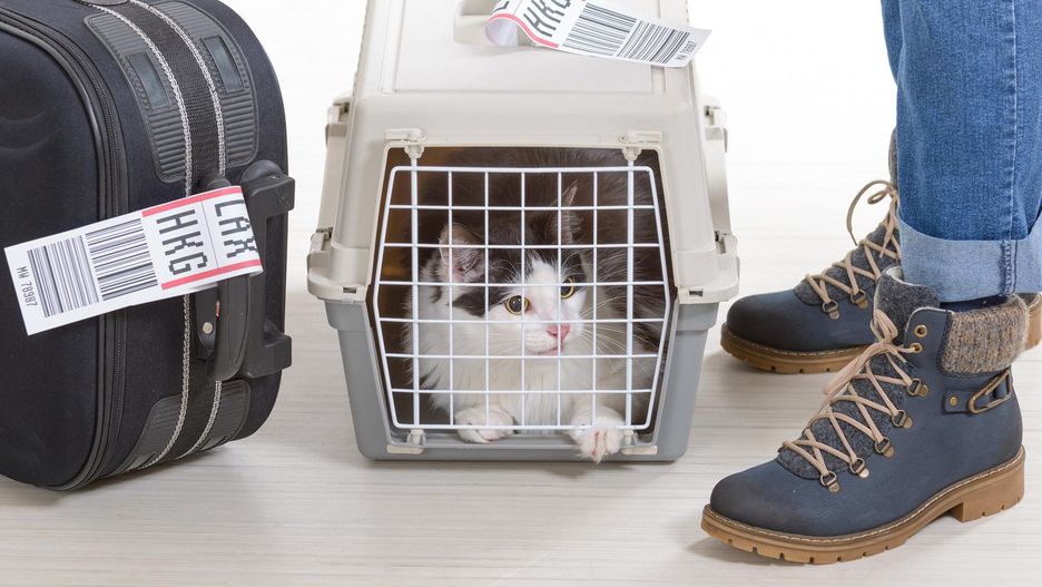 Koty mogą podróżować samolotem na kilka sposobów, w zależności od ich wagi i regulacji konkretnych linii lotniczych