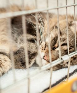 Spała z martwymi zwierzętami. Szefowa Kociej Straży z zarzutami