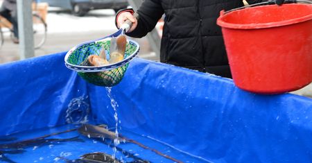 Cena karpia 2023. Ile kosztuje ryba na święta? Są pierwsze oferty
