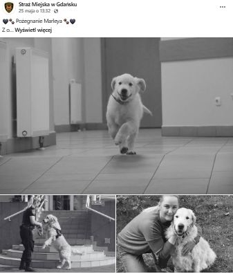 Marley miał 10 lat. Od początku współpracował z SM w Gdańsku