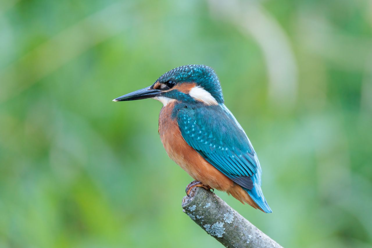 Błękitne błyskawice i rybne łowy: opowieść o zimorodkach