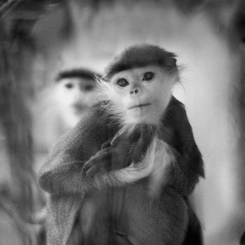 Przejmujące i pełne emocji portrety małp zamkniętych w ogrodach zoologicznych 11