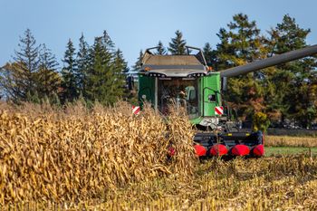 Cena kukurydzy mokrej 2025: Wzrosty, ale też duże różnice w skupach