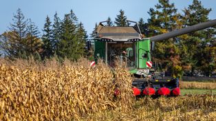 Cena kukurydzy mokrej 2025: Wzrosty, ale też duże różnice w skupach