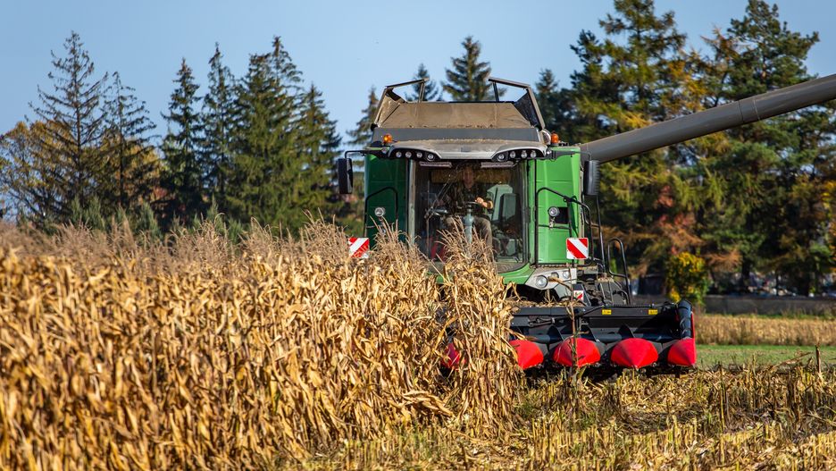 kukurydza na ziarno / 2022