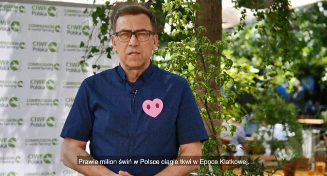 Maciej Orłoś w kampanii CIWF Polska walczy o humanitarne traktowanie świń