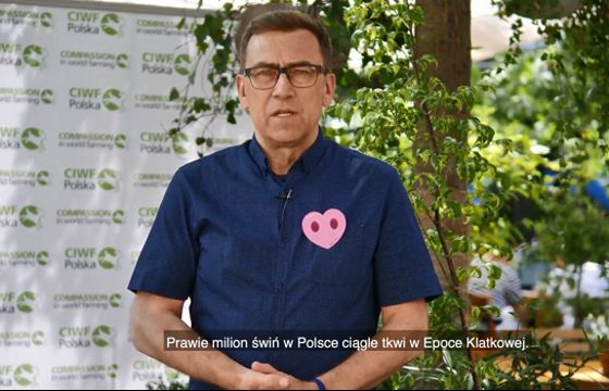 Maciej Orłoś w kampanii CIWF Polska walczy o humanitarne traktowanie świń