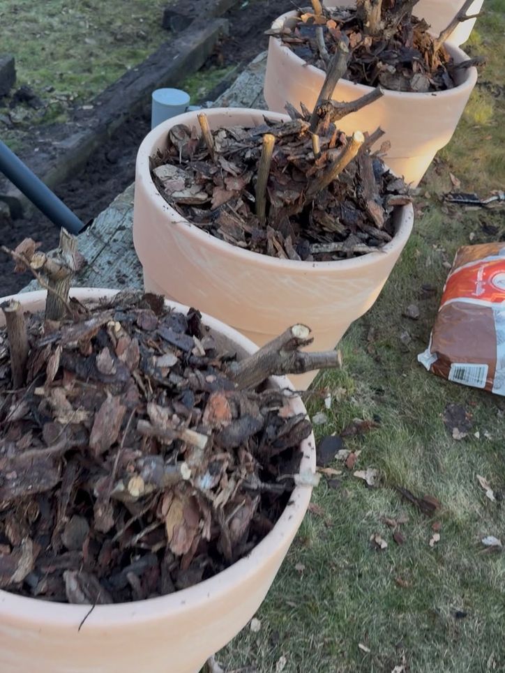 Andrzej Piaseczny poczuł wiosnę w ogrodzie