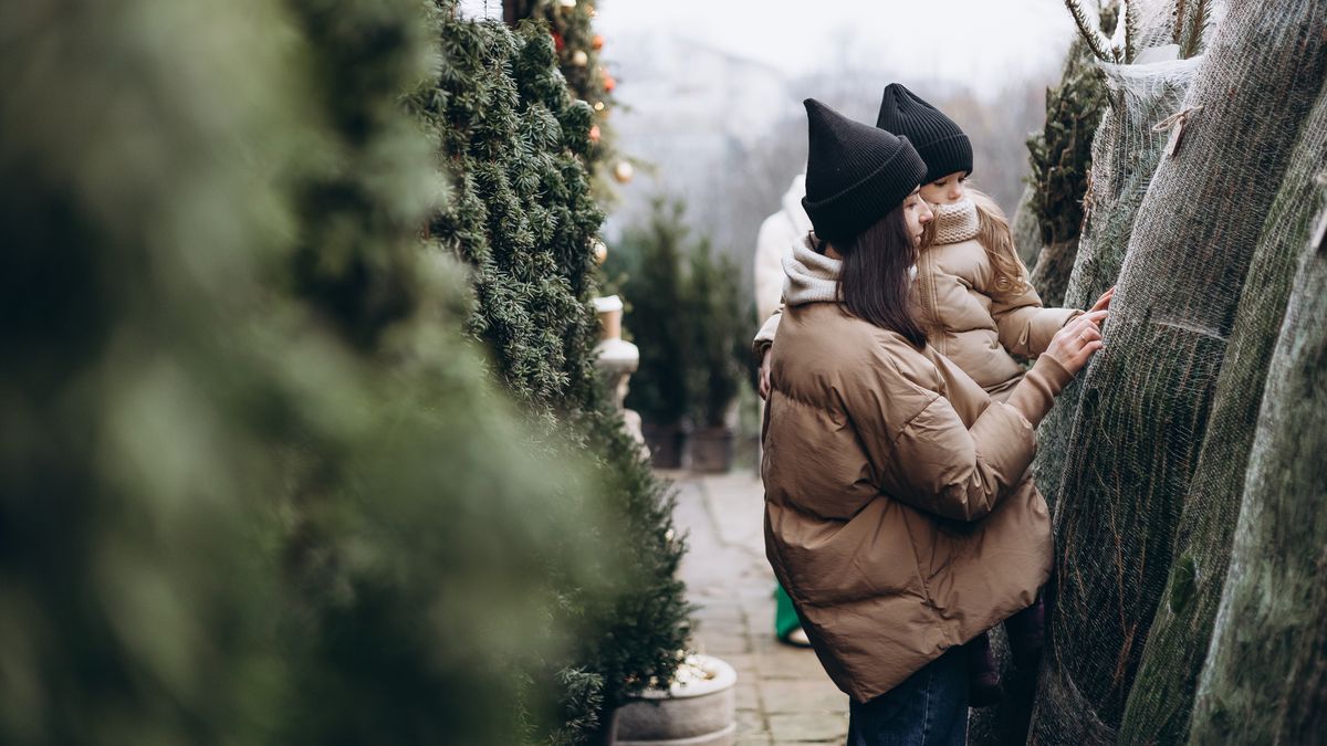 Na co zwrócić uwagę kupując żywą choinkę?