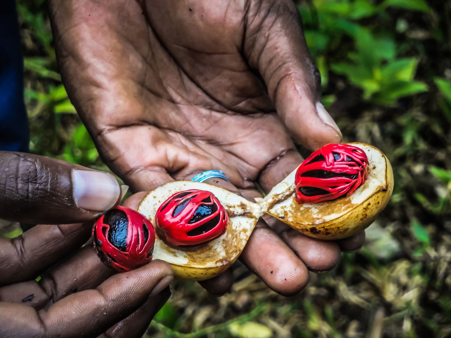 Wizyta na plantacji to punkt obowiązkowy pobytu na Zanzibarze