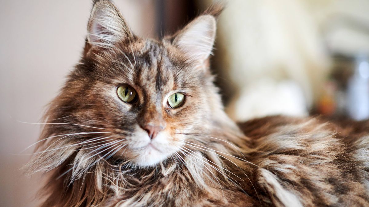 Rzeczy, których nie lubi kot, czyli 5 rzeczy, których nie powinieneś robić kotu dla jego dobra