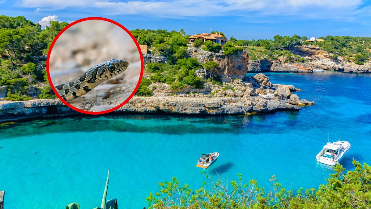 Jeden gatunek węża zagraża faunie na wyspie