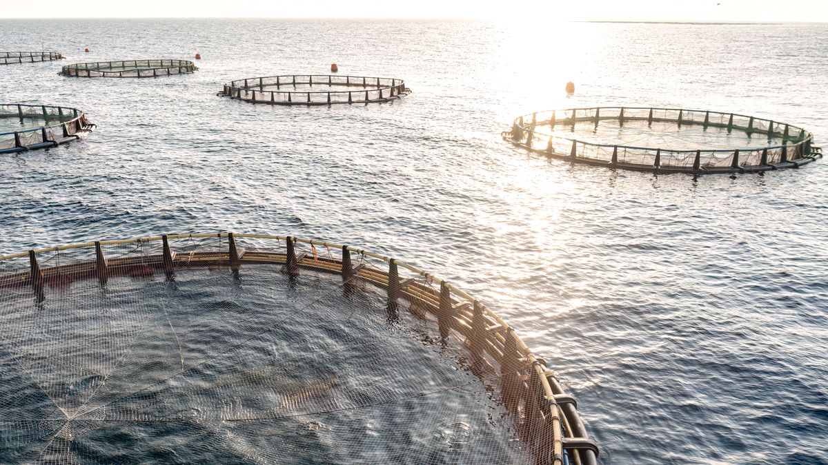 Jedna z farm łososi w Norwegii 