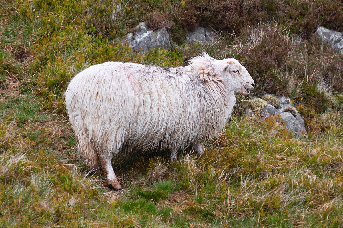 Najbardziej samotna owca została uratowana. W izolacji spędziła dwa lata