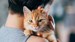 Posiadanie kota może zwiększać ryzyko schizofrenii? Są nowe badania