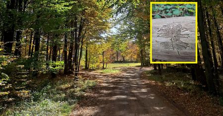 Tajemnicze znaki na drzewach. Leśnicy mówią, co to oznacza