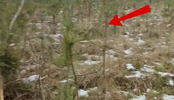 Leśnik dostrzegł z daleka. "Blisko 100 proc.". Ponury widok