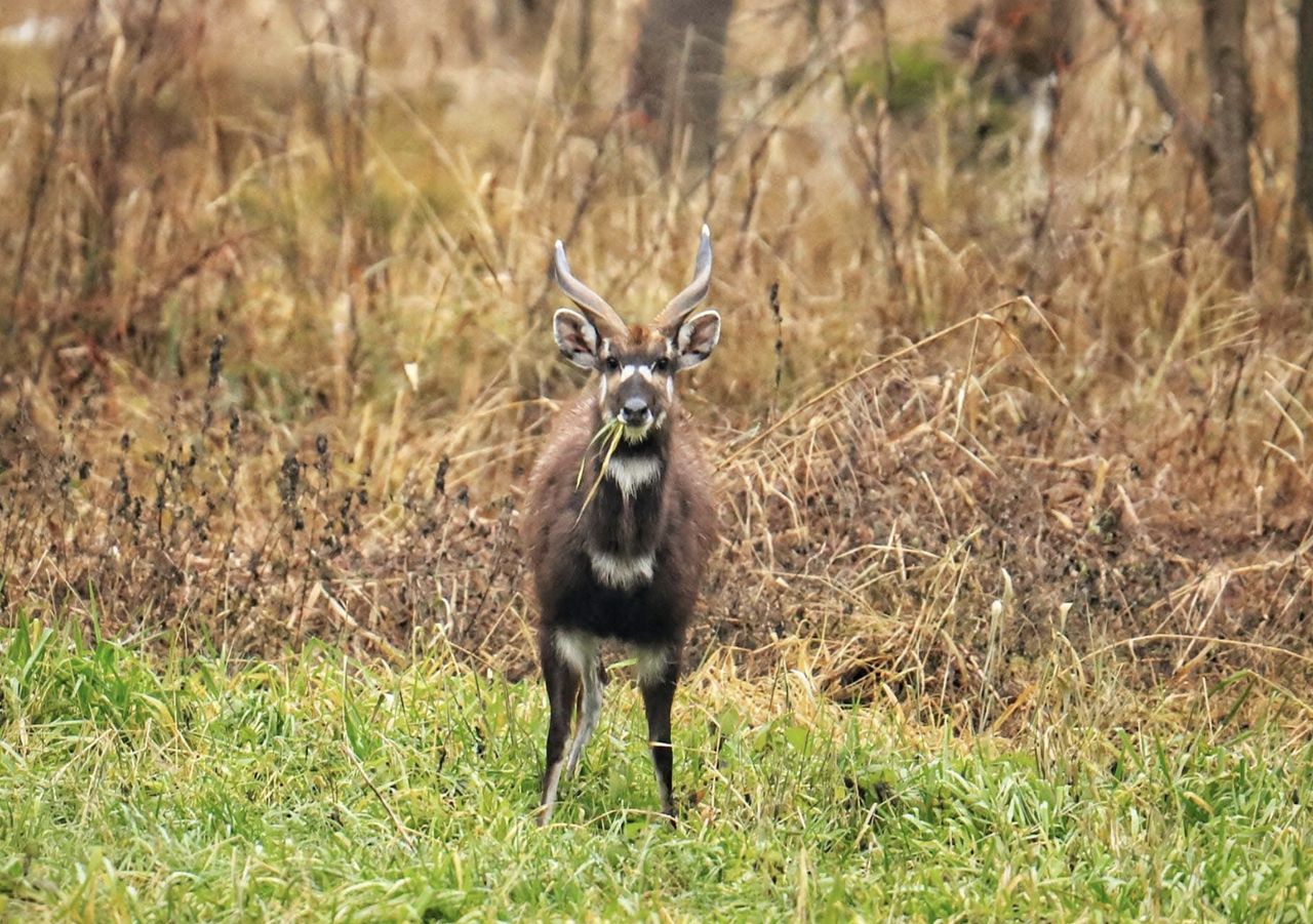 Antylopa na gigancie. Wiadomo, skąd zwierzę wzięło się w polskim lesie