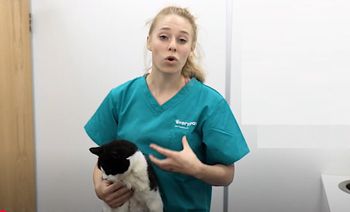 Weterynarz ostrzega. Te rasy najczęściej chorują na raka