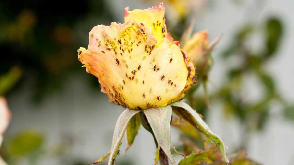 Jak zwalczyć mszyce na różach?