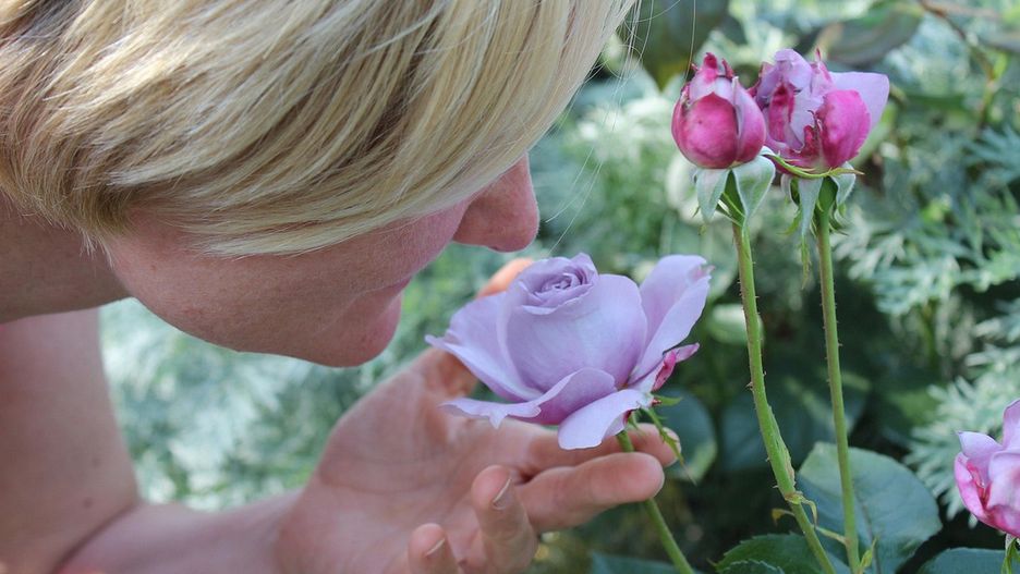 fot. MarionF from Pixabay