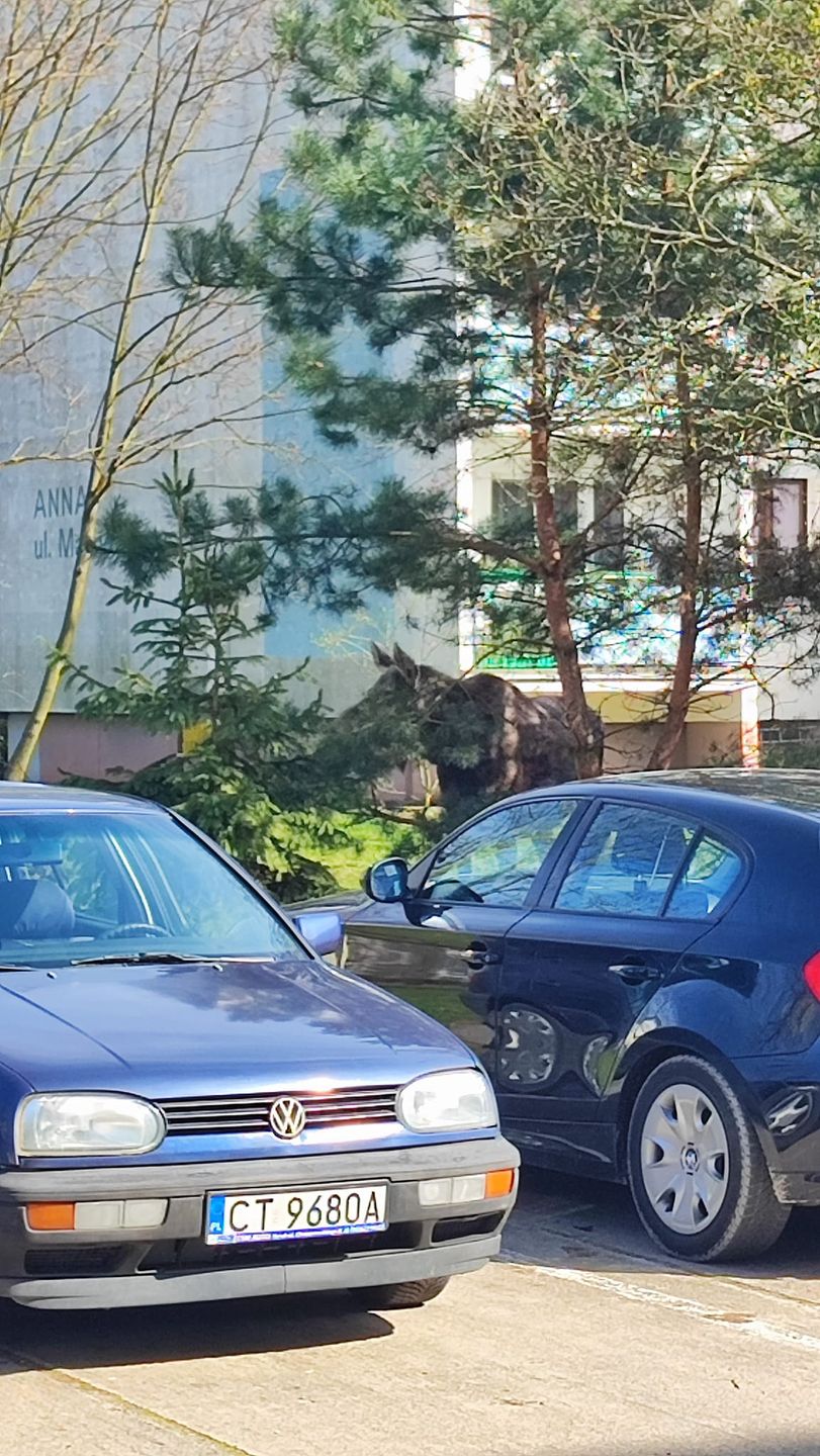 Łosie często odwiedzają mieszkańców toruńskiej "Skarpy"