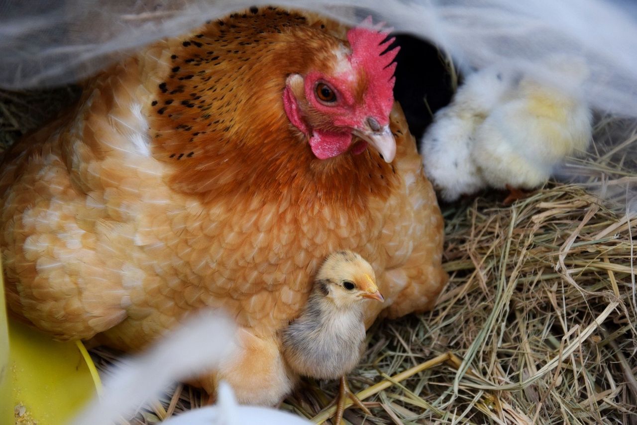 Jajka kur z przydomowych hodowli mogą być niebezpieczne