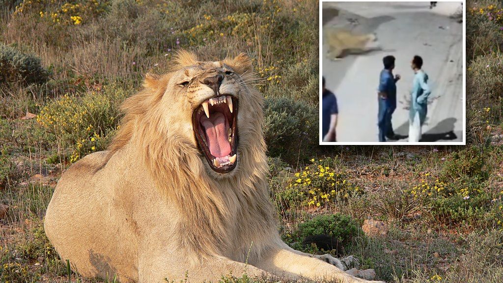 Zew zaatakował ludzi