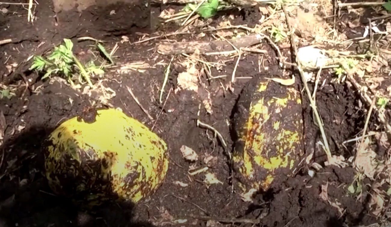 Rosja. Klejnoty zakopane w plastikowych workach. Las skrywał tajemnice wartą miliony