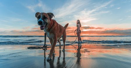 Spór o psa na plaży. Sąd wyraził się jasno