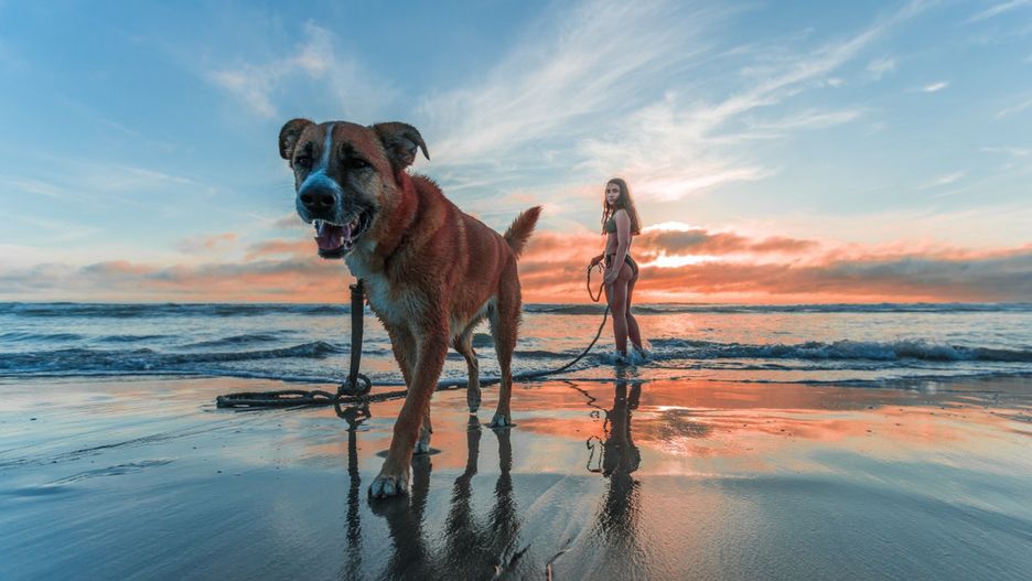 Szczeciński sąd administracyjny orzekł, że psy mają prawo spacerować po plaży (pxh)