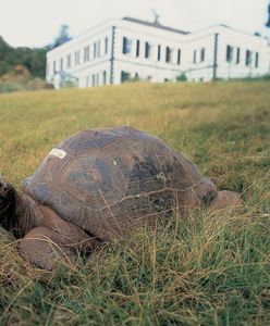 Żółw Jonathan to najstarsze zwierzę świata. Przyszedł na świat w XIX wieku