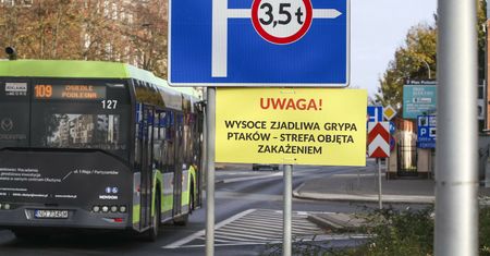 Epidemia uderza w polski drób i gospodarkę. KE negocjuje z rządem restrykcje