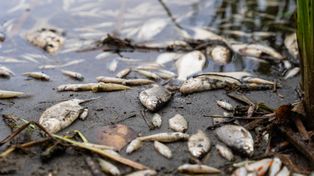 Bydgoszcz: Śnięte ryby w stawie na Szwederowie. Miasto chce przebadać wodę